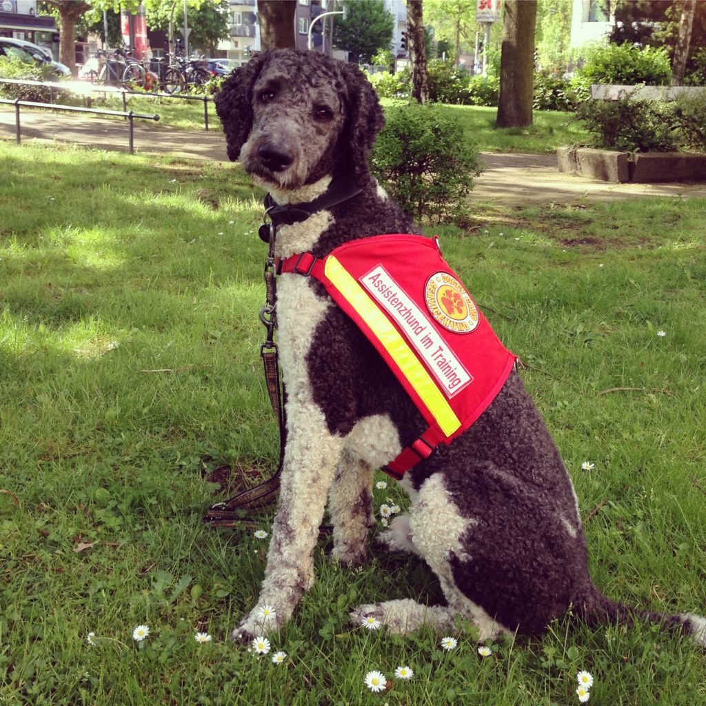 Assistenzhund im Training
